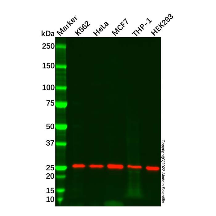 Recombinant Bak Antibody -    by Aladdin Scientific