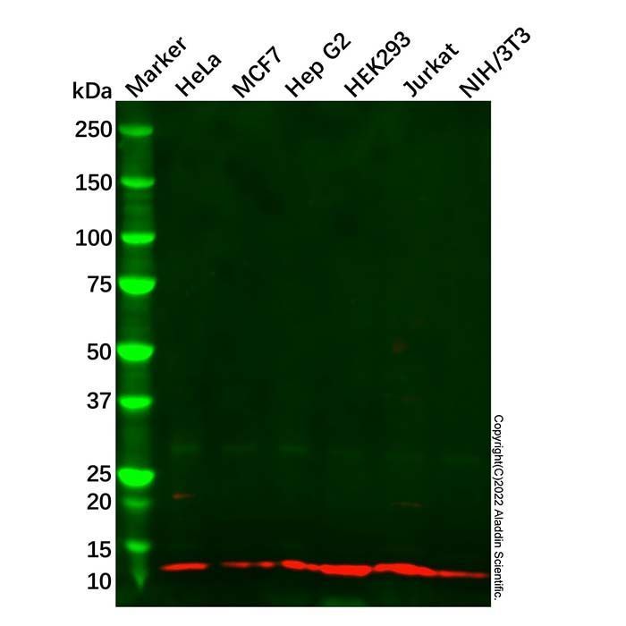 Recombinant BANF1/BAF Antibody -    by Aladdin Scientific