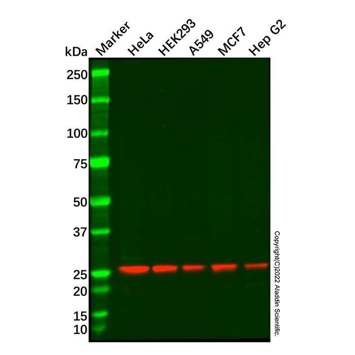 Recombinant BAP31 Antibody -    by Aladdin Scientific