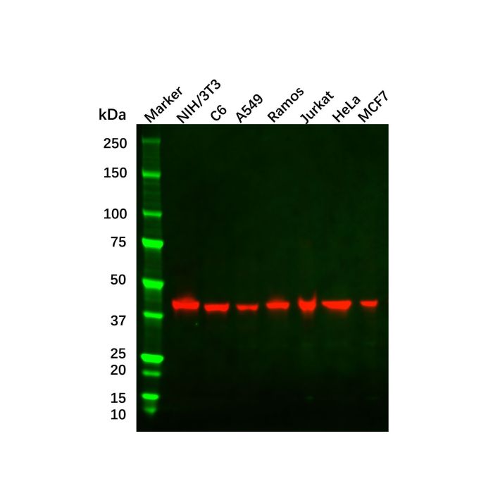 beta Actin Antibody - by Aladdin Scientific