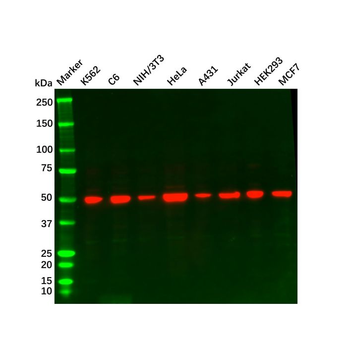Recombinant beta Tubulin Antibody -    by Aladdin Scientific