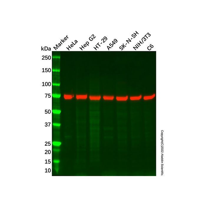 Recombinant BMAL1 Antibody -    by Aladdin Scientific