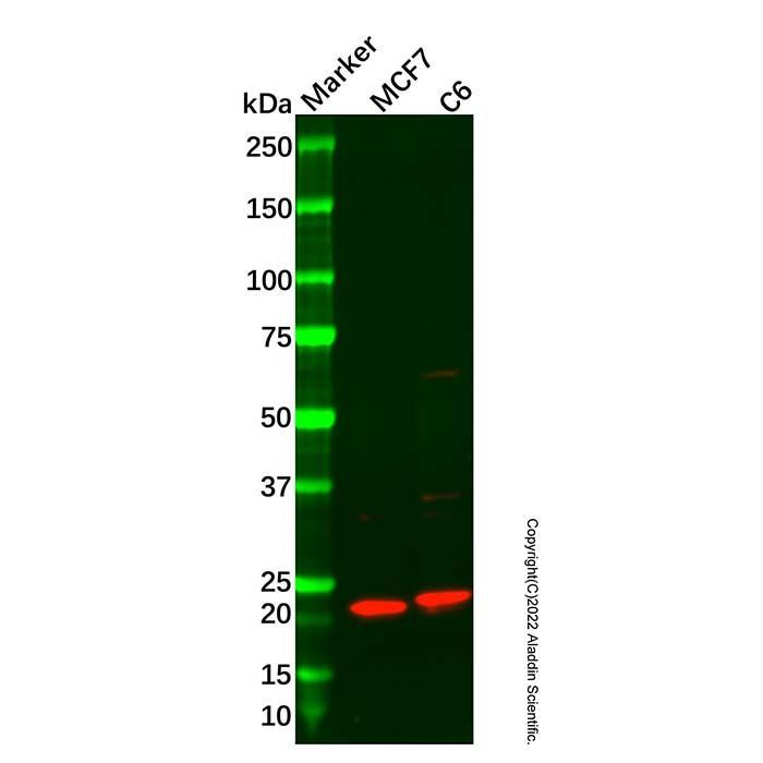 Recombinant Bok Antibody -    by Aladdin Scientific