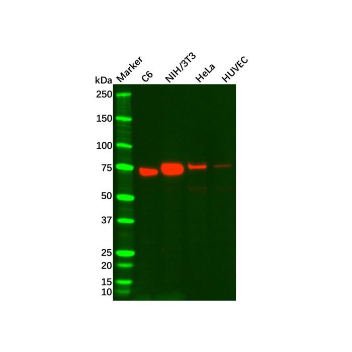 Recombinant Caldesmon/CDM Antibody -    by Aladdin Scientific