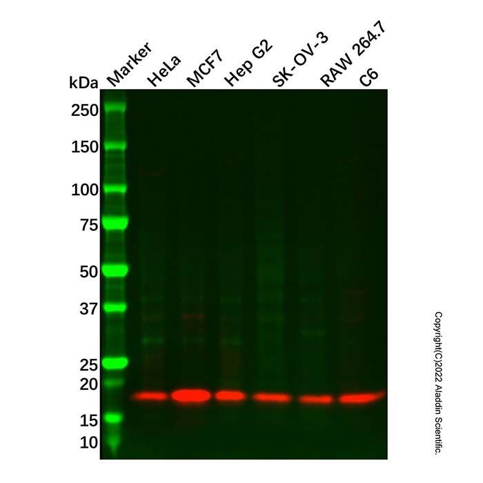 Recombinant Calmodulin 1/2/3 Antibody -    by Aladdin Scientific