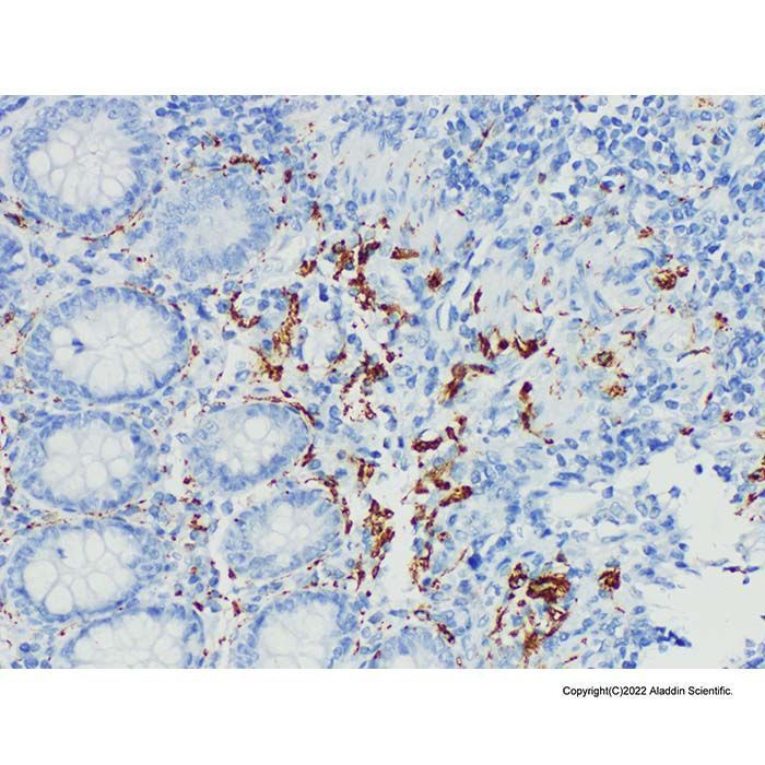 Calretinin Mouse mAb -    by Aladdin Scientific