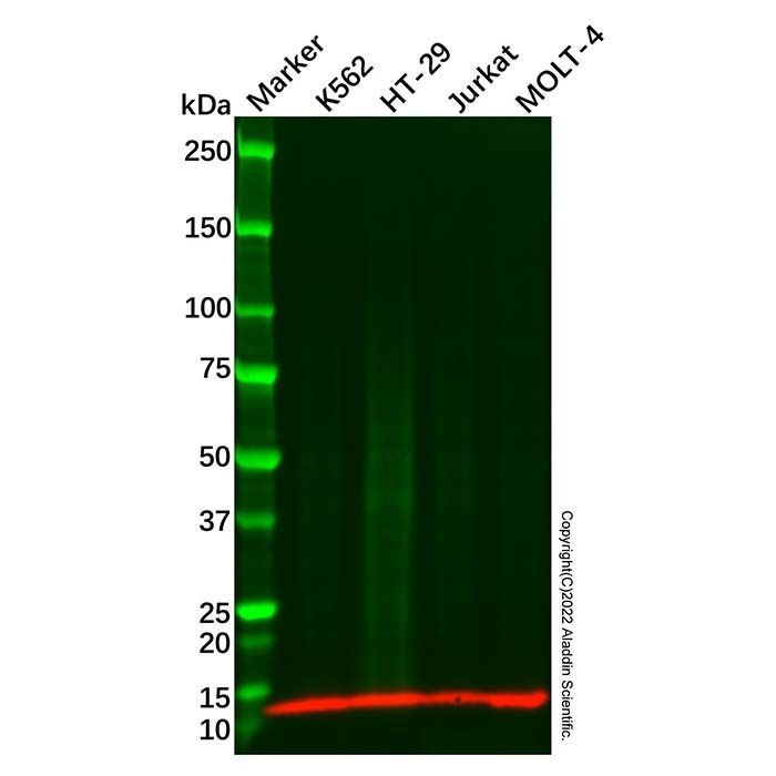 CCL28/MEC Antibody -    by Aladdin Scientific