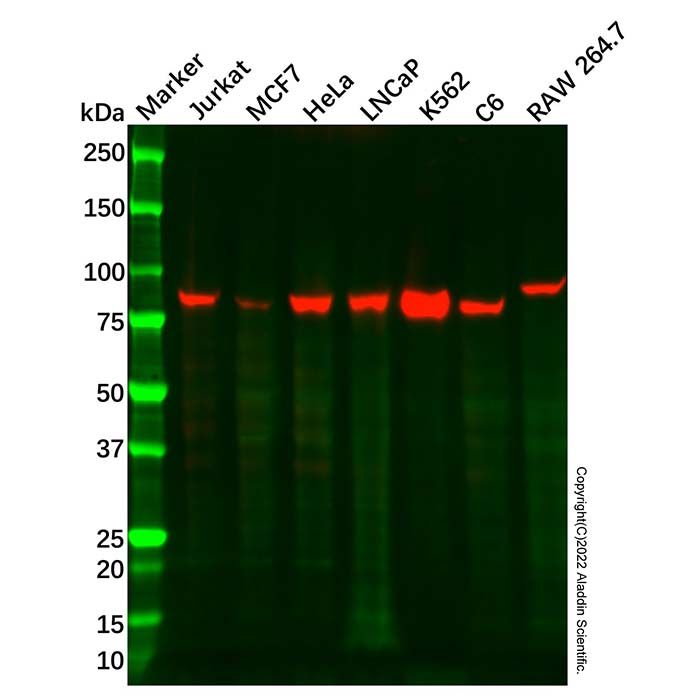 Recombinant CD168 Antibody -    by Aladdin Scientific