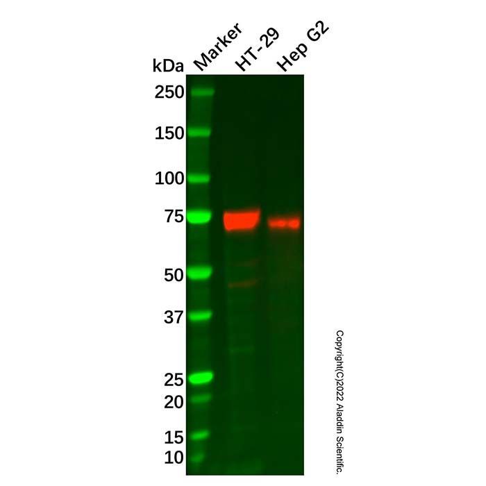 Recombinant CD73 Antibody -    by Aladdin Scientific