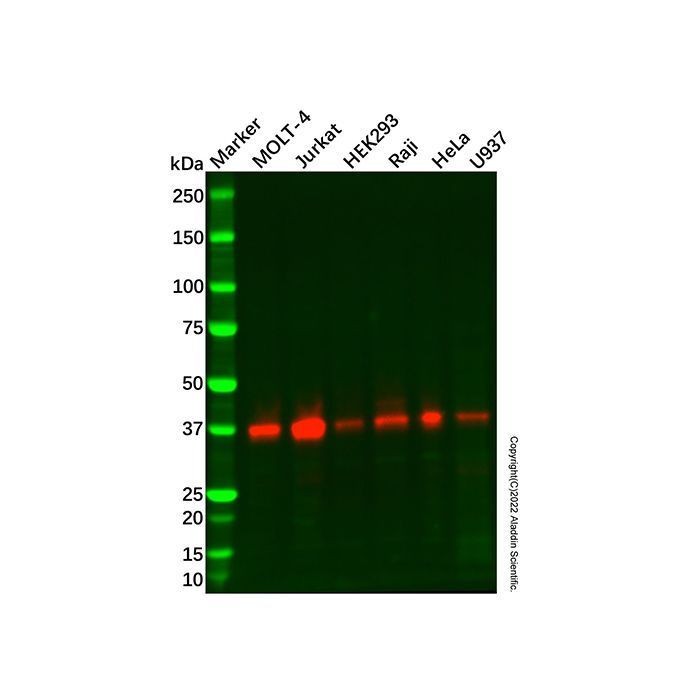 Recombinant CD83 Antibody -    by Aladdin Scientific