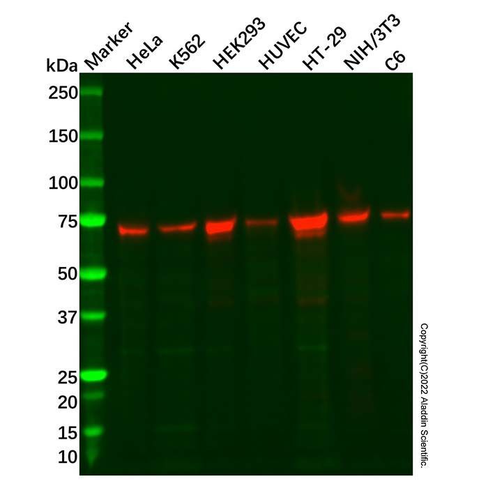 Recombinant CDC40 Antibody -    by Aladdin Scientific