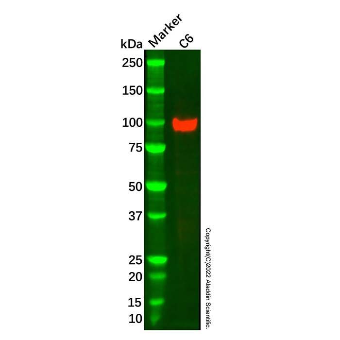 Recombinant CENPC antibody -    by Aladdin Scientific
