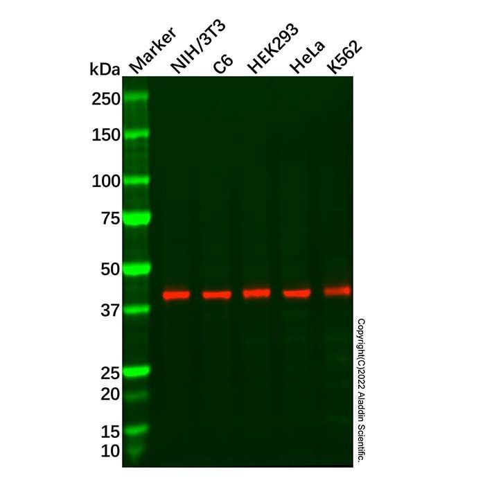 Recombinant c-Jun Antibody -    by Aladdin Scientific
