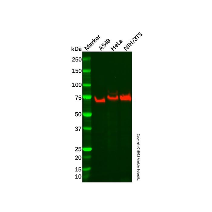 Recombinant CLPTM1 Antibody -    by Aladdin Scientific