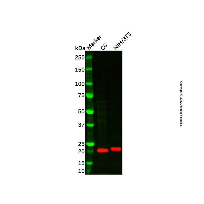 CMTM6 Antibody -    by Aladdin Scientific