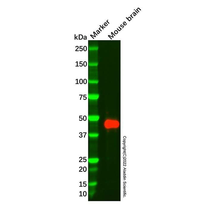 Recombinant CNPase Antibody -    by Aladdin Scientific