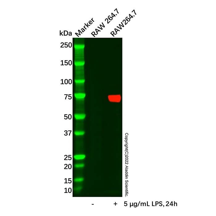 COX2 Antibody -    by Aladdin Scientific