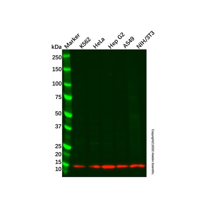 Recombinant COX5B Antibody -    by Aladdin Scientific