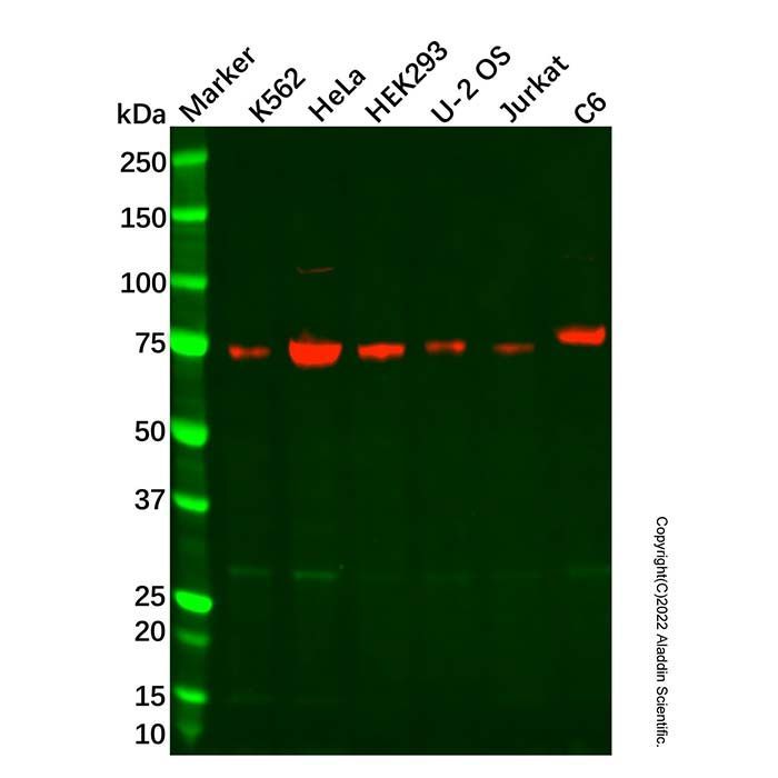 Recombinant CRTC3 Antibody -    by Aladdin Scientific