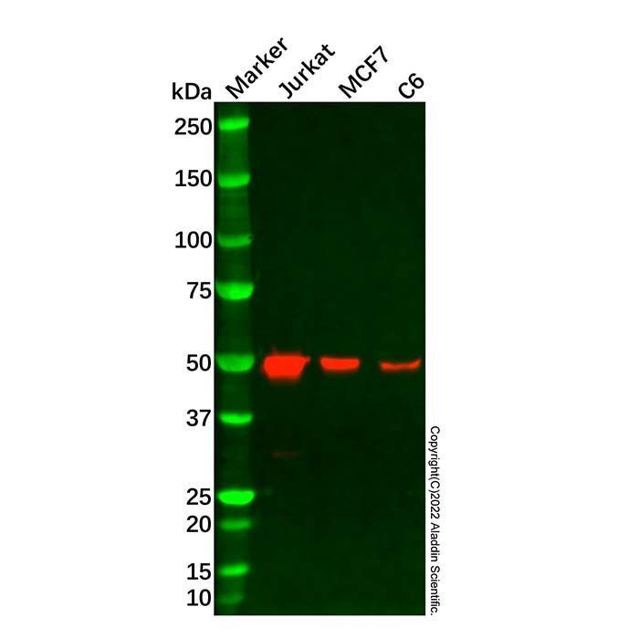 Recombinant CSK Antibody -    by Aladdin Scientific