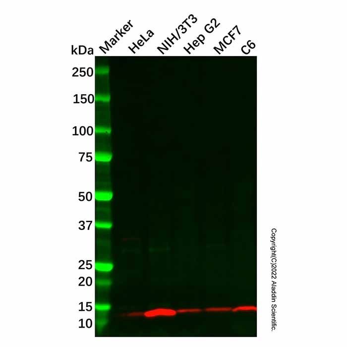 Recombinant Cytochrome C Oxidase subunit VIc/COX6C Antibody -    by Aladdin Scientific