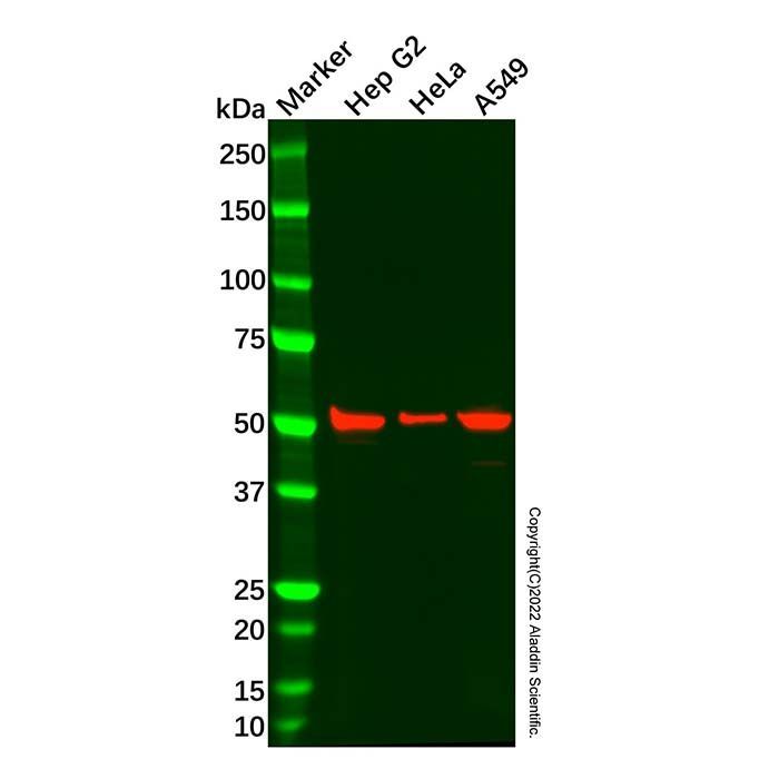 Recombinant Cytochrome P450 1A2 Antibody -    by Aladdin Scientific