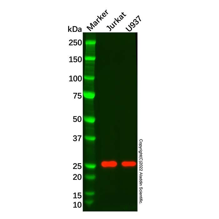 Recombinant D4 GDI Antibody -    by Aladdin Scientific