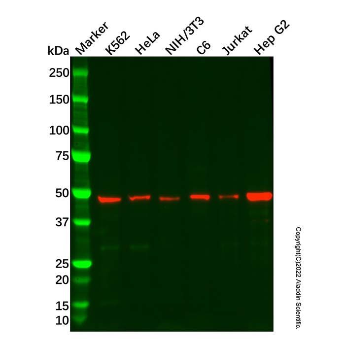 Recombinant DAZAP1 Antibody -    by Aladdin Scientific