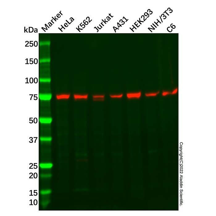 DDX3 Mouse mAb - by Aladdin Scientific