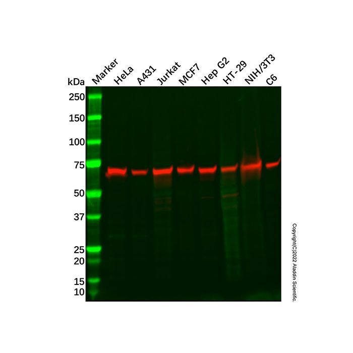 Recombinant DDX5 Antibody -    by Aladdin Scientific