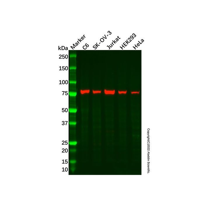 Recombinant DPP3 Antibody -    by Aladdin Scientific