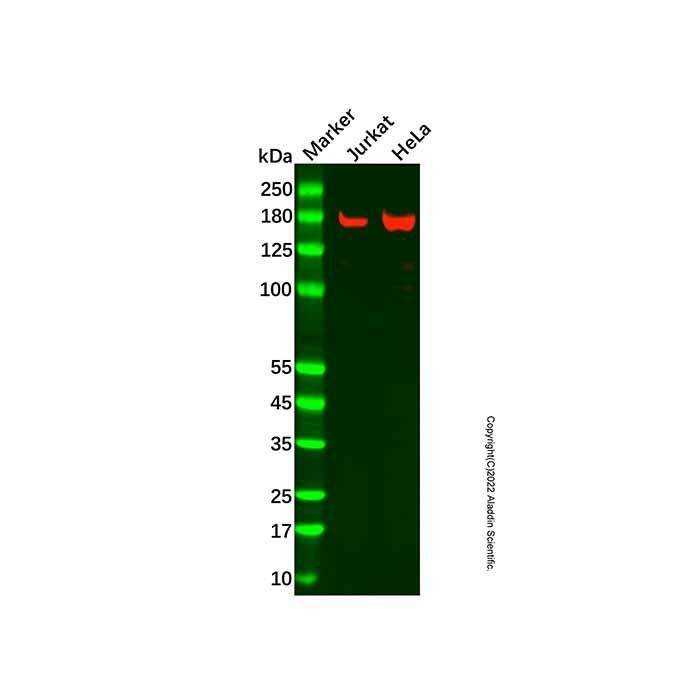 Recombinant Drosha Antibody -    by Aladdin Scientific