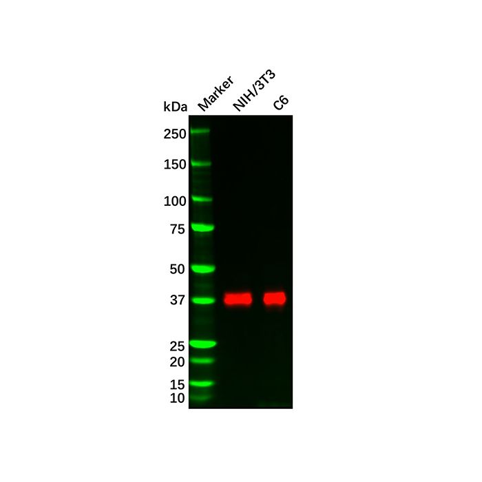 Recombinant DUSP6 Antibody -    by Aladdin Scientific