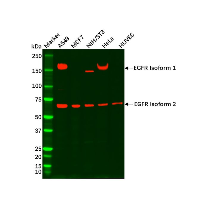 EGFR Mouse mAb -    by Aladdin Scientific