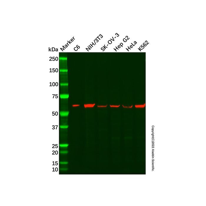 Recombinant EHD1 Antibody -    by Aladdin Scientific