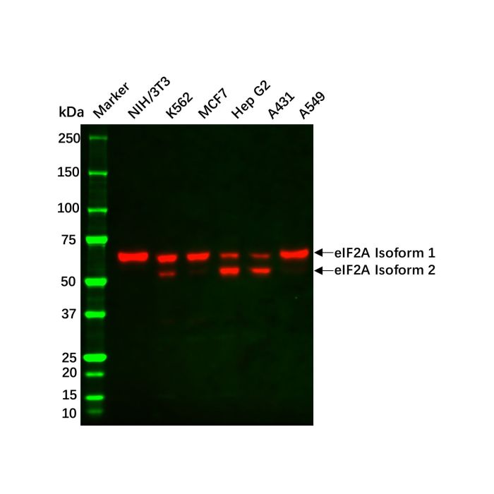Recombinant eIF2A Antibody -    by Aladdin Scientific