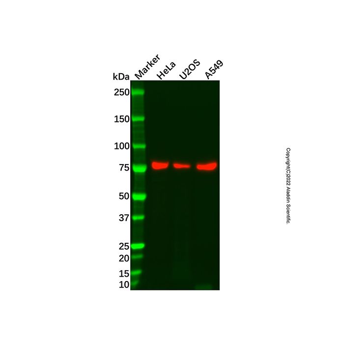 Recombinant eIF4B Antibody -    by Aladdin Scientific