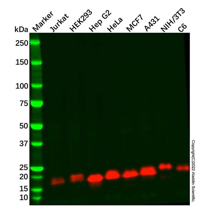 Recombinant eIF4EBP1 Antibody -    by Aladdin Scientific