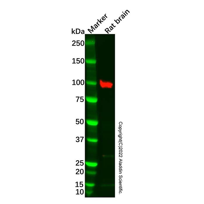 Recombinant Epac1 Antibody -    by Aladdin Scientific