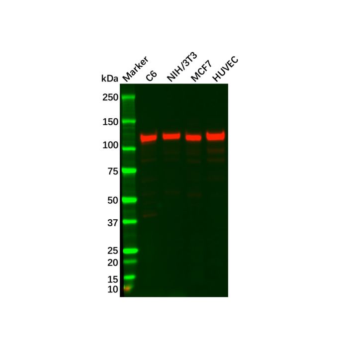 FAK Antibody -    by Aladdin Scientific