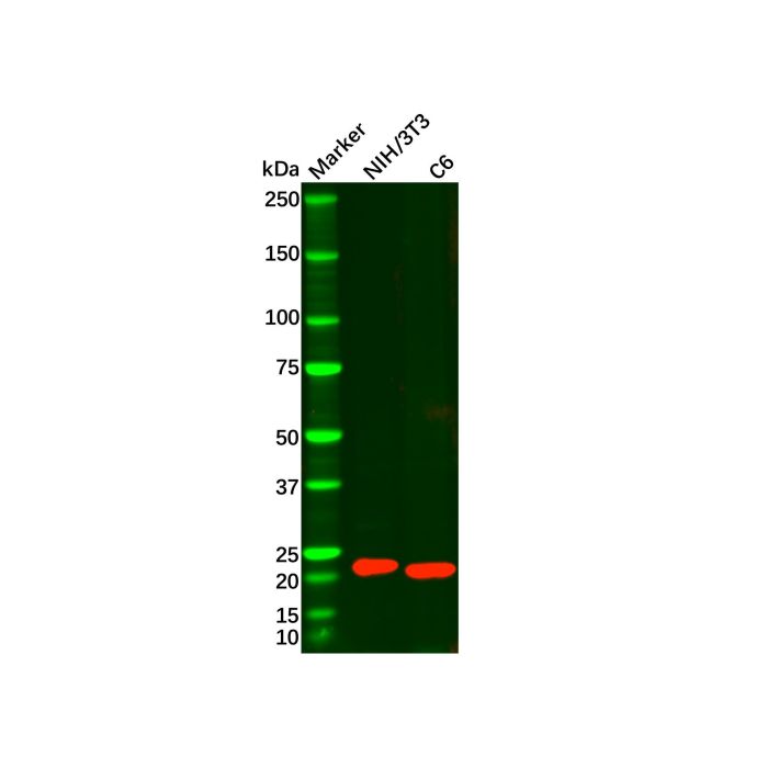 Ferritin Light Chain Mouse mAb -    by Aladdin Scientific
