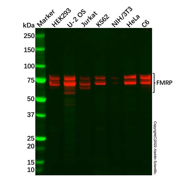 Recombinant FMRP Antibody -    by Aladdin Scientific