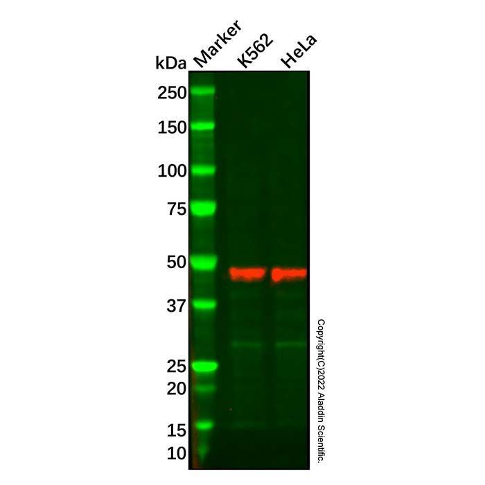 Recombinant FRA2 Antibody -    by Aladdin Scientific