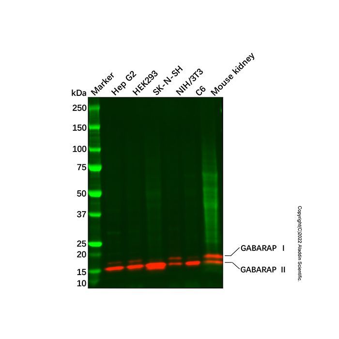 Recombinant GABARAP Antibody -    by Aladdin Scientific