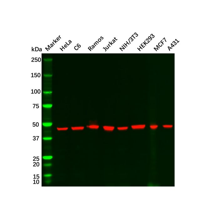 Recombinant gamma Tubulin Antibody -    by Aladdin Scientific