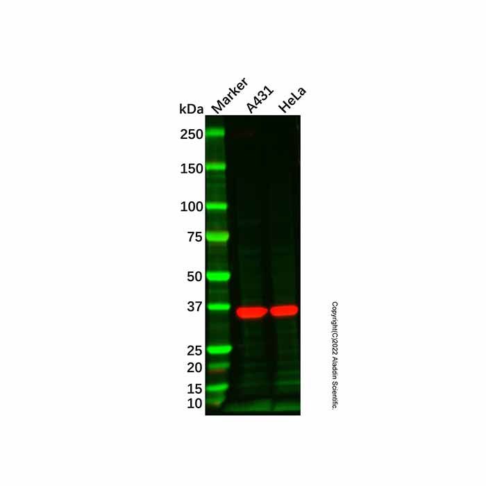 Recombinant GAPDH Antibody - by Aladdin Scientific