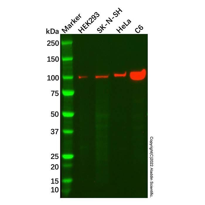 Recombinant GEN1 Antibody -    by Aladdin Scientific