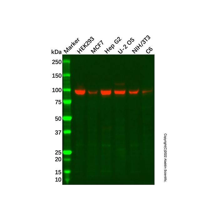 Recombinant Gephyrin Antibody -    by Aladdin Scientific