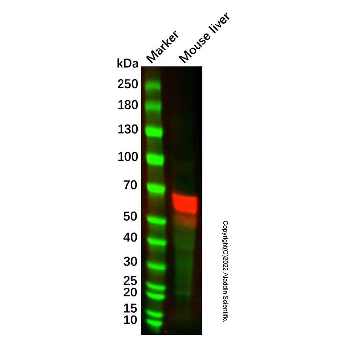 GLS2 Mouse mAb -    Ab105528 by Aladdin Scientific