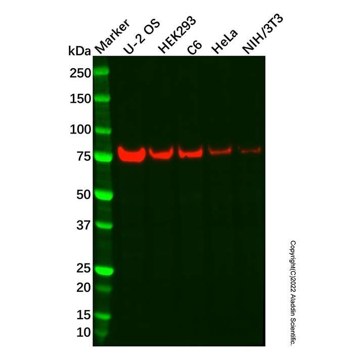 Recombinant GMEB1 Antibody -    by Aladdin Scientific